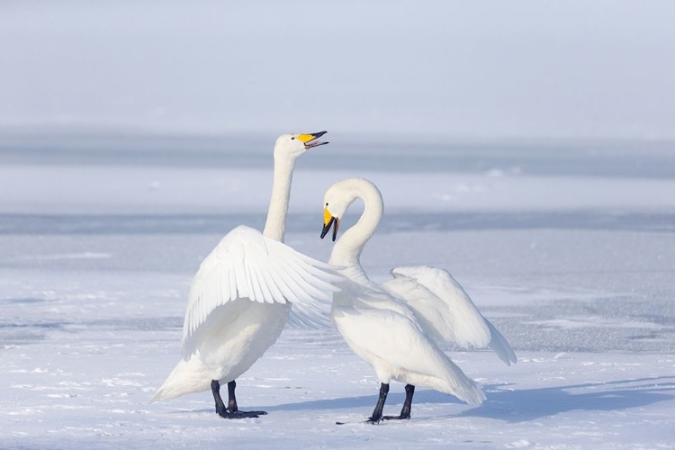 Picture of JAPAN-HOKKAIDO A PAIR OF WHOOPER SWANS CELEBRATE LOUDLY WITH EACH OTHER AFTER LANDING ON THE ICE