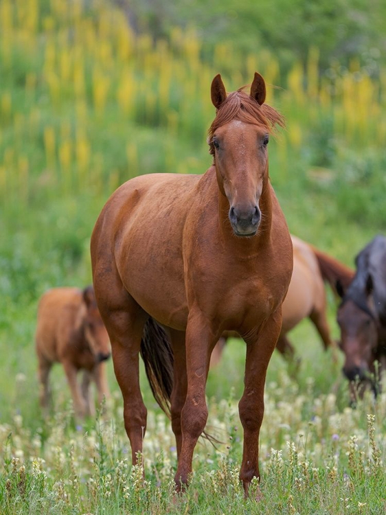 Picture of HORSES ON THEIR SUMMER PASTURE NATIONAL PARK BESCH TASCH IN THE TALAS ALATOO MOUNTAIN RANGE