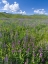 Picture of WILDFLOWER MEADOW NEAR THE MOUNTAIN ROAD FROM KAZARMAN TO MOUNTAIN PASS URUM BASCH ASHUUSU IN THE 