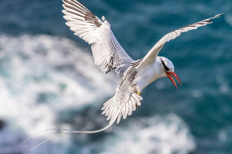 Picture of CARIBBEAN-LITTLE TOBAGO ISLAND RED-BILLED TROPICBIRD IN FLIGHT 