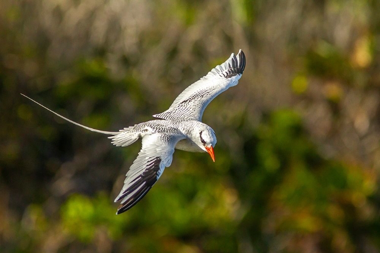 Picture of CARIBBEAN-LITTLE TOBAGO ISLAND RED-BILLED TROPICBIRD IN FLIGHT 