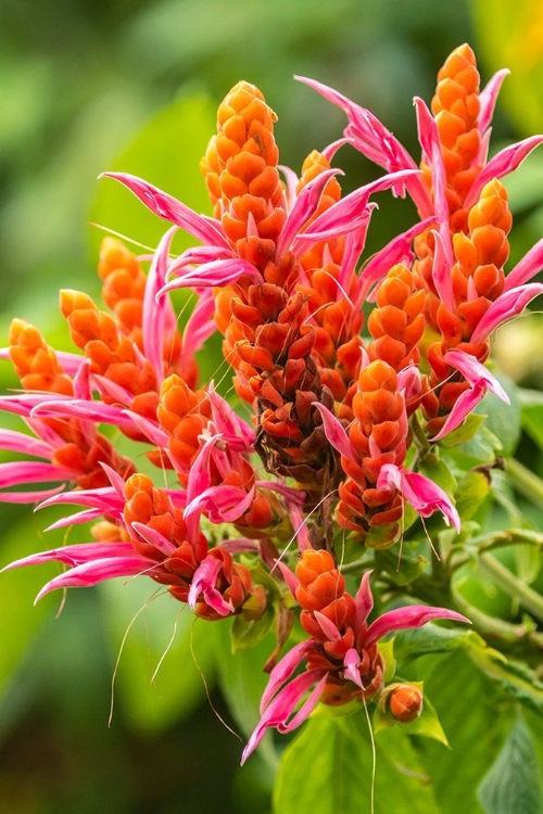 Picture of CARIBBEAN-TRINIDAD-ASA WRIGHT NATURE CENTER ORANGE AND PINK FLOWER BLOSSOMS 