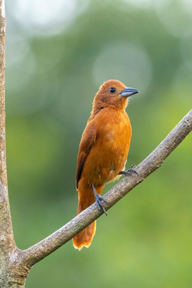 Picture of CARIBBEAN-TRINIDAD-ASA WRIGHT NATURE CENTER FEMALE WHITE-LINED TANAGER BIRD ON LIMB 