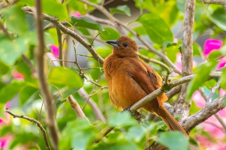 Picture of CARIBBEAN-TRINIDAD-ASA WRIGHT NATURE CENTER FEMALE WHITE-LINED TANAGER BIRD ON LIMB 