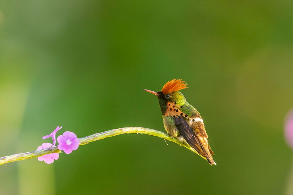 Somerset House - Images. CARIBBEAN-TRINIDAD-ASA WRIGHT NATURE CENTER ...