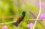 Picture of CARIBBEAN-TRINIDAD-ASA WRIGHT NATURE CENTER COPPER-RUMPED HUMMINGBIRD ON LIMB 