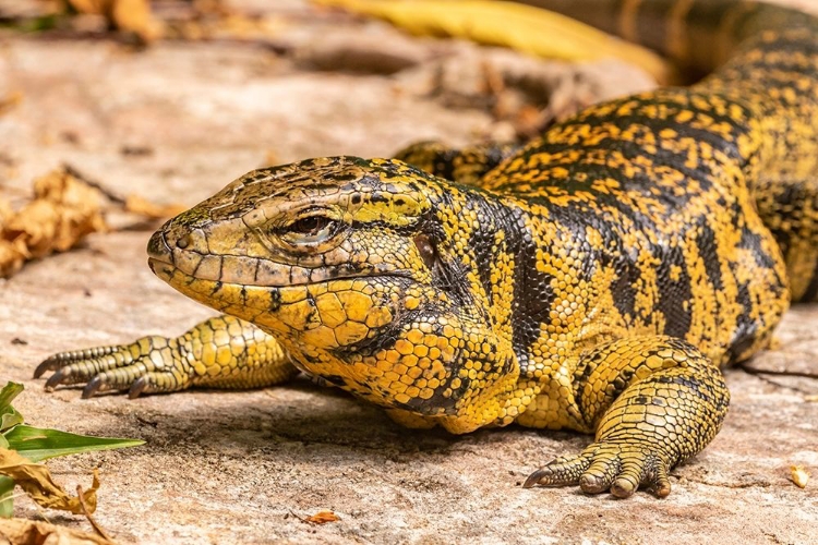 Picture of CARIBBEAN-TRINIDAD-ASA WRIGHT NATURE CENTER TEGU LIZARD CLOSE-UP 