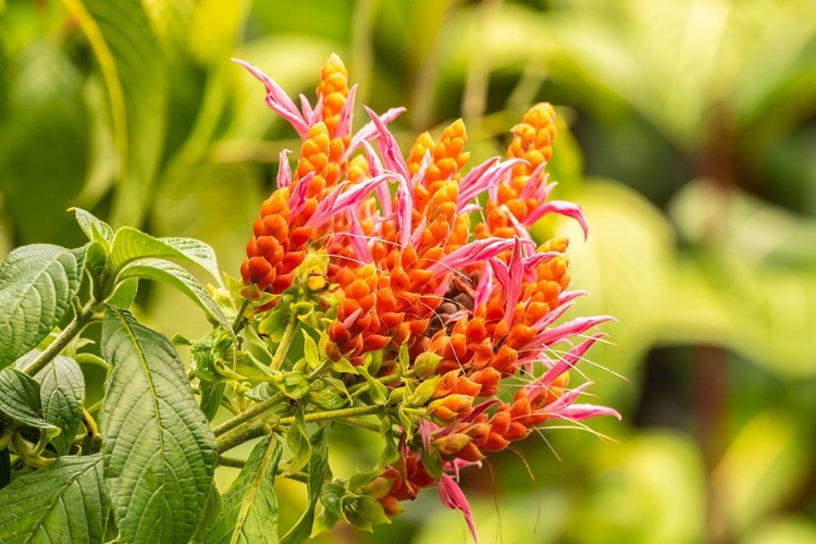 Picture of CARIBBEAN-TRINIDAD-ASA WRIGHT NATURE CENTER ORANGE AND PINK FLOWER BLOSSOMS 