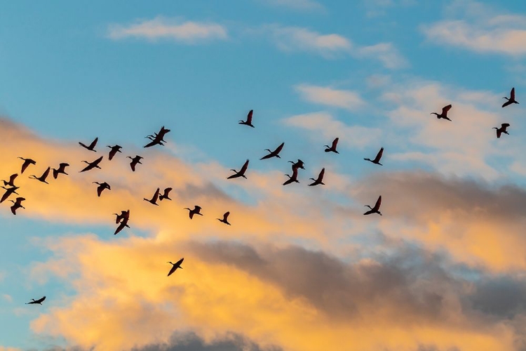 Picture of CARIBBEAN-TRINIDAD-CARONI SWAMP SCARLET IBIS BIRDS IN FLIGHT AT SUNSET 