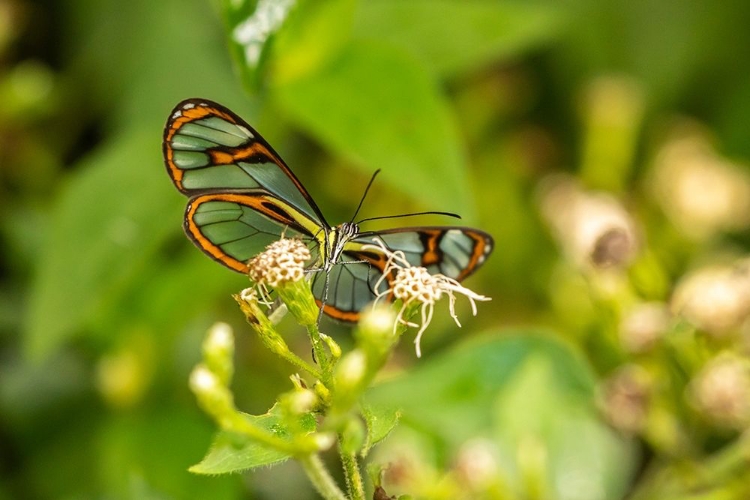 Picture of CARIBBEAN-TRINIDAD-ASA WRIGHT NATURE CENTER AGNOSIA CLEARWING BUTTERFLY FEEDING 