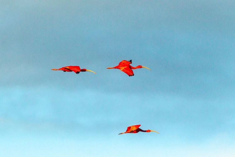 Picture of CARIBBEAN-TRINIDAD-CARONI SWAMP SCARLET IBIS BIRDS IN FLIGHT 