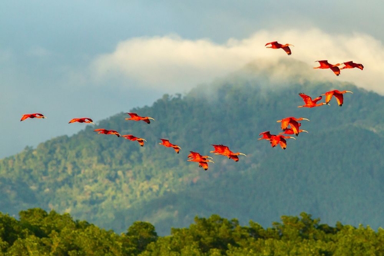 Picture of CARIBBEAN-TRINIDAD-CARONI SWAMP SCARLET IBIS BIRDS IN FLIGHT 