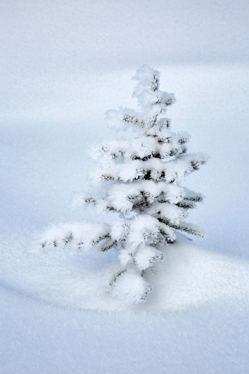 Picture of CANADA-ALBERTA-JASPER NATIONAL PARK-TINY-SNOW-COVERED FIR TREE