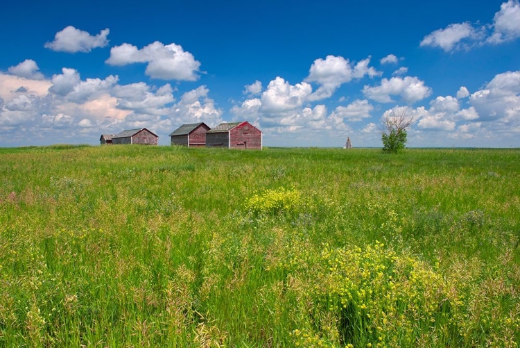 Picture of CANADA-ALBERTA-OYEN GRANARIES IN FIELD OF GRASS