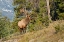 Picture of CANADA-ALBERTA-JASPER NATIONAL PARK BULL ELK ON MOUNTAIN