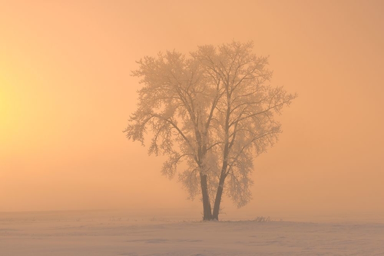 Picture of CANADA-MANITOBA-DUGALD HOARFROST COVERED COTTONWOOD TREE IN FOG AT SUNRISE