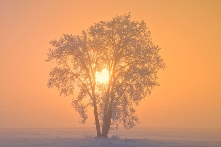 Picture of CANADA-MANITOBA-DUGALD HOARFROST COVERED COTTONWOOD TREE IN FOG AT SUNRISE