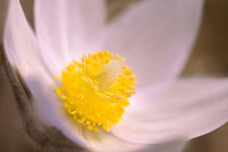 Picture of CANADA-MANITOBA-MARS HILL WILDLIFE MANAGEMENT AREA DETAIL OF PRAIRIE CROCUS FLOWER