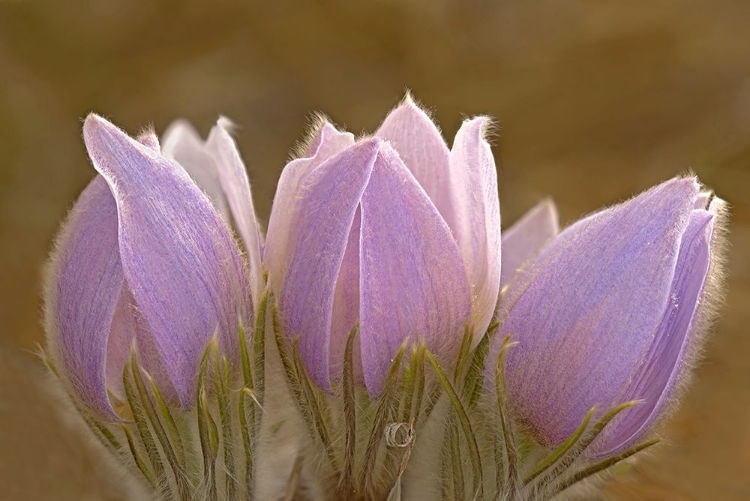 Picture of CANADA-MANITOBA-MARS HILL WILDLIFE MANAGEMENT AREA CLOSE-UP OF PRAIRIE CROCUS FLOWERS