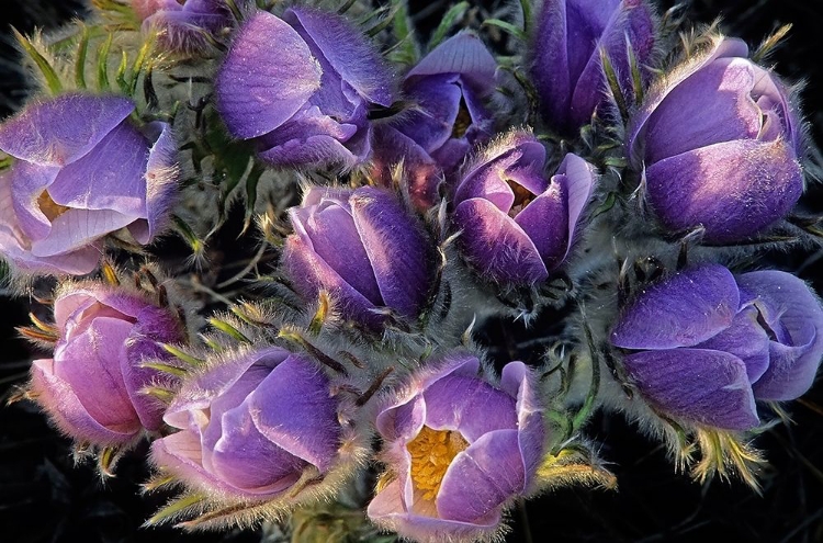 Picture of CANADA-MANITOBA-SANDILANDS PROVINCIAL FOREST PRAIRIE CROCUS FLOWERS CLOSE-UP