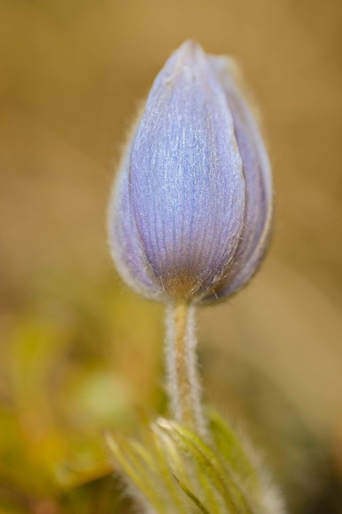 Picture of CANADA-MANITOBA-LIBAU PRAIRIE CROCUS FLOWER CLOSE-UP