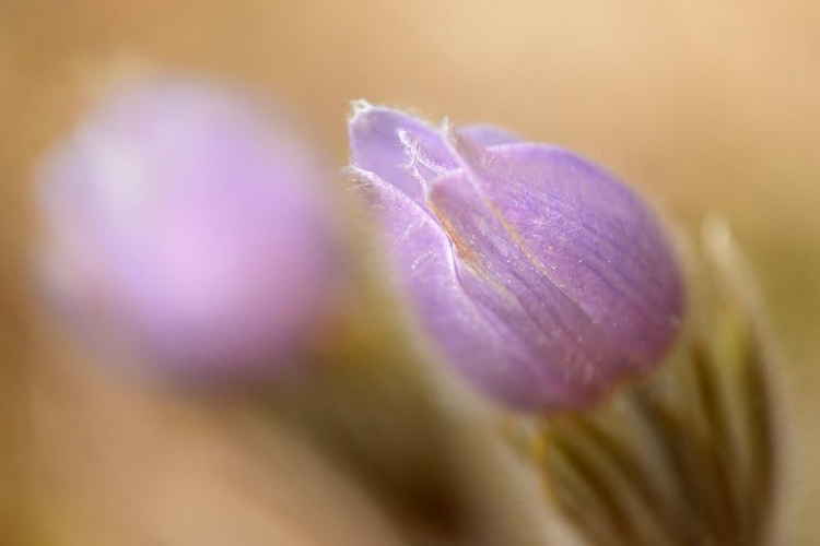 Picture of CANADA-MANITOBA-LIBAU PRAIRIE CROCUS FLOWER CLOSE-UP