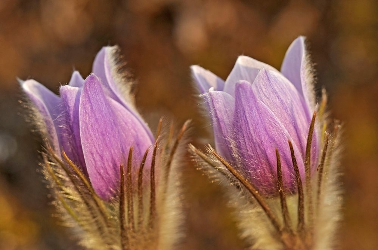 Picture of CANADA-MANITOBA-SANDILANDS PROVINCIAL FOREST PRAIRIE CROCUS FLOWERS CLOSE-UP