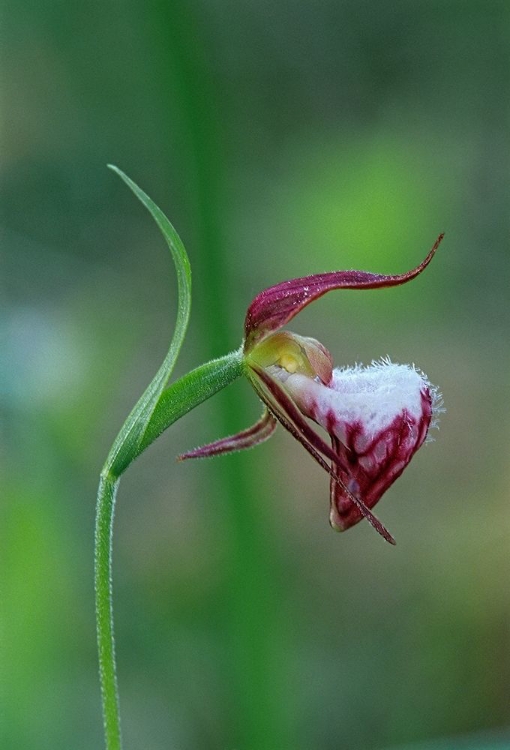 Picture of CANADA-MANITOBA-SANDILANDS PROVINCIAL FOREST RAMS-HEAD LADYS-SLIPPER FLOWER CLOSE-UP