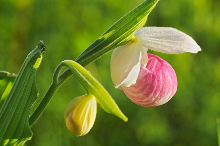 Picture of CANADA-MANITOBA-RICHER SHOWY LADYS SLIPPER ORCHID CLOSE-UP