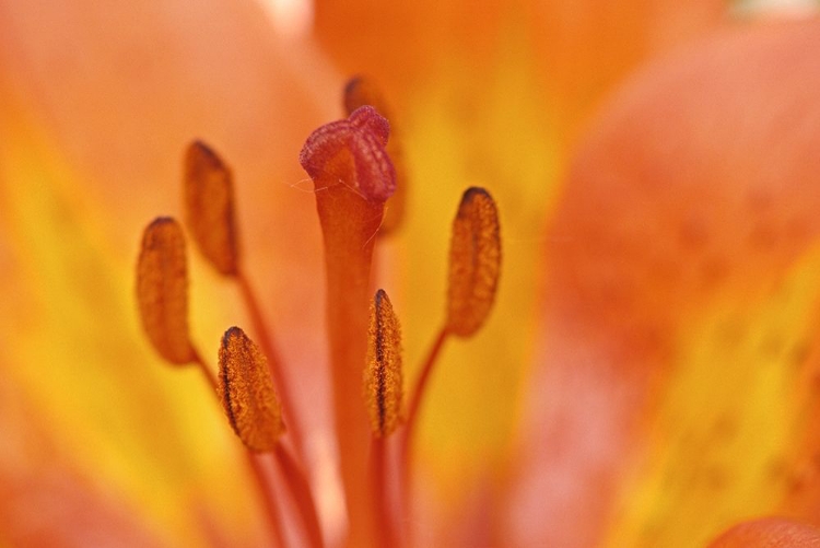 Picture of CANADA-MANITOBA-TALL-GRASS PRAIRIE PRESERVE WOOD LILY DETAIL