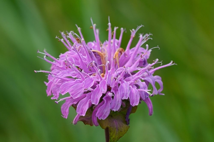 Picture of CANADA-MANITOBA-WINNIPEG WILD BERGAMOT FLOWER CLOSE-UP