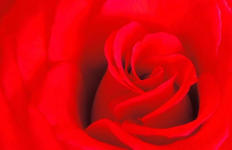 Picture of CANADA-MANITOBA-WINNIPEG DETAIL OF RED ROSE