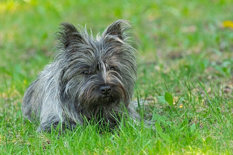 Picture of CANADA-MANITOBA-WINNIPEG PEDIGREE CAIRN TERRIER FEMALE CLOSE-UP