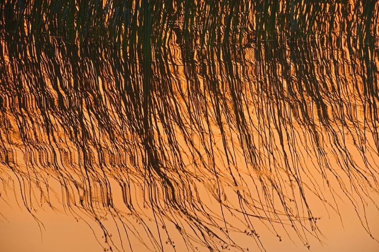 Picture of CANADA-MANITOBA-RIDING MOUNTAIN NATIONAL PARK CLOSE-UP OF REEDS REFLECTING IN LAKE AUDY AT SUNSET