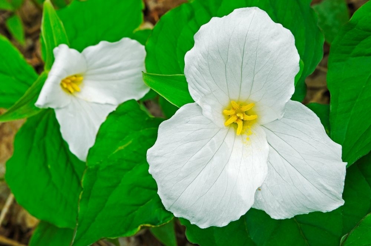 Picture of CANADA-ONTARIO-HORSESHOE LAKE LARGE-FLOWERED TRILLIUM