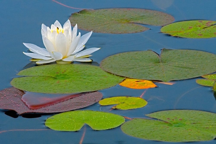 Picture of CANADA-ONTARIO-KILLARNEY PROVINCIAL PARK AMERICAN WHITE WATER LILY FLOWER AND PADS