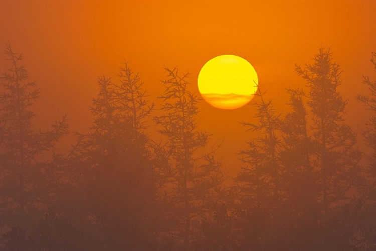 Picture of CANADA-QUEBEC-HAVRE-SAINT-PIERRE TREES AND FOG AT SUNRISE