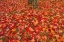 Picture of CANADA-QUEBEC-RIMOUSKI SUGAR MAPLE LEAVES AND TREE TRUNK