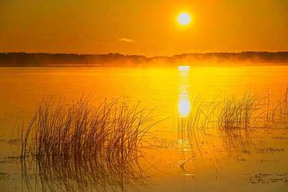 Picture of CANADA-SASKATCHEWAN-SASKATOON ISLAND PROVINCIAL PARK REEDS REFLECT ON SASKATOON LAKE AT SUNRISE