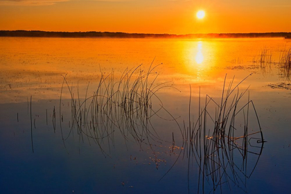 Picture of CANADA-SASKATCHEWAN-SASKATOON ISLAND PROVINCIAL PARK REEDS REFLECT ON SASKATOON LAKE AT SUNRISE