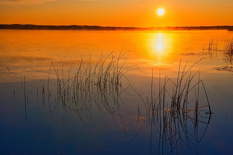 Picture of CANADA-SASKATCHEWAN-SASKATOON ISLAND PROVINCIAL PARK REEDS REFLECT ON SASKATOON LAKE AT SUNRISE