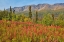 Picture of CANADA-YUKON-KLUANE NATIONAL PARK ST ELIAS MOUNTAINS AND FOREST LANDSCAPE