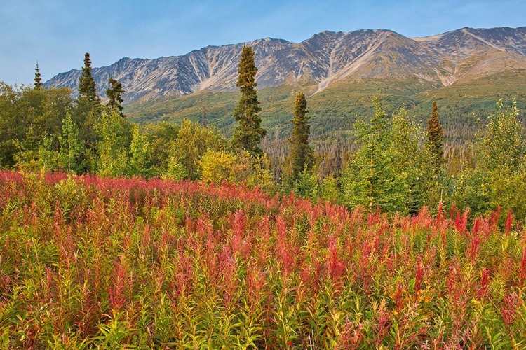 Picture of CANADA-YUKON-KLUANE NATIONAL PARK ST ELIAS MOUNTAINS AND FOREST LANDSCAPE