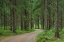 Picture of FINLANDIA-SAVONLINNA-DIRT ROAD IN A SPRUCE FOREST