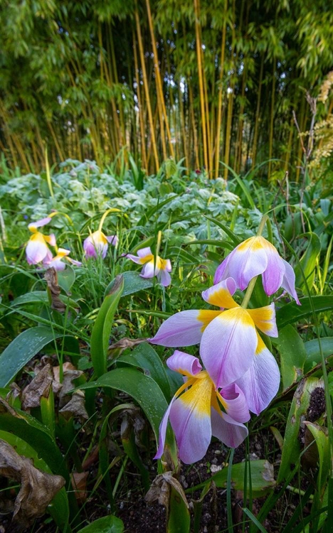 Picture of FRANCE-GIVERNY SPRING FLOWERS AND BAMBOO FOREST IN MONETS GARDEN 