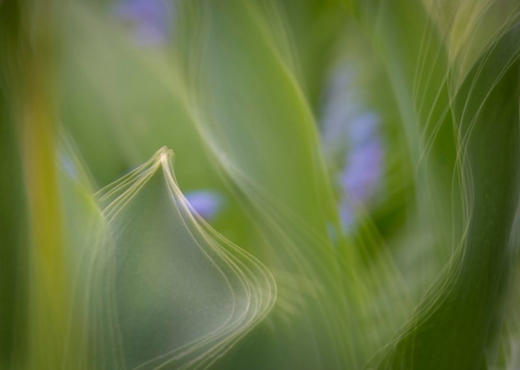 Picture of FRANCE-GIVERNY ABSTRACT OF GREEN LEAVES 