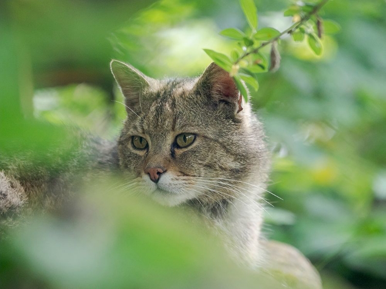 Picture of EUROPEAN WILDCAT IN WILDKATZENDORF HUETSCHERODA (WILDCAT VILLAGE)-HAINICH-THURINGIA-GERMANY