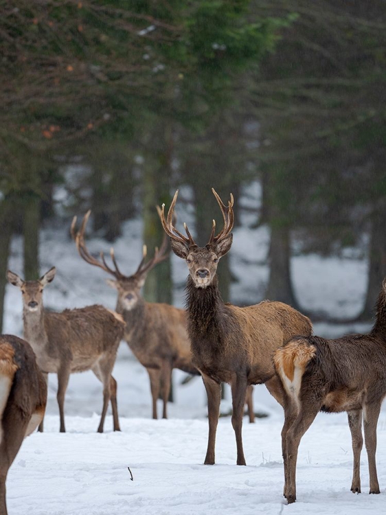 Picture of RED DEER (CERVUS ELAPHUS) DURING WINTER BAVARIAN FOREST NATIONAL PARK GERMANY-BAVARIA