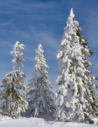 Picture of SNOW-COVERED TREES AT THE PEAK OF MOUNT LUSEN CENTRAL GERMANY-BAVARIA