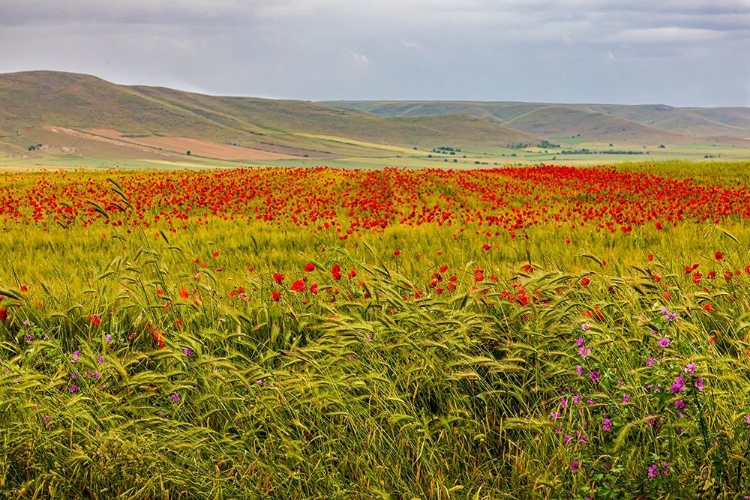 Picture of ITALY-APULIA-METROPOLITAN CITY OF BARI-GRAVINA IN PUGLIA LARGE FIELD OF BARLEY AND POPPIES